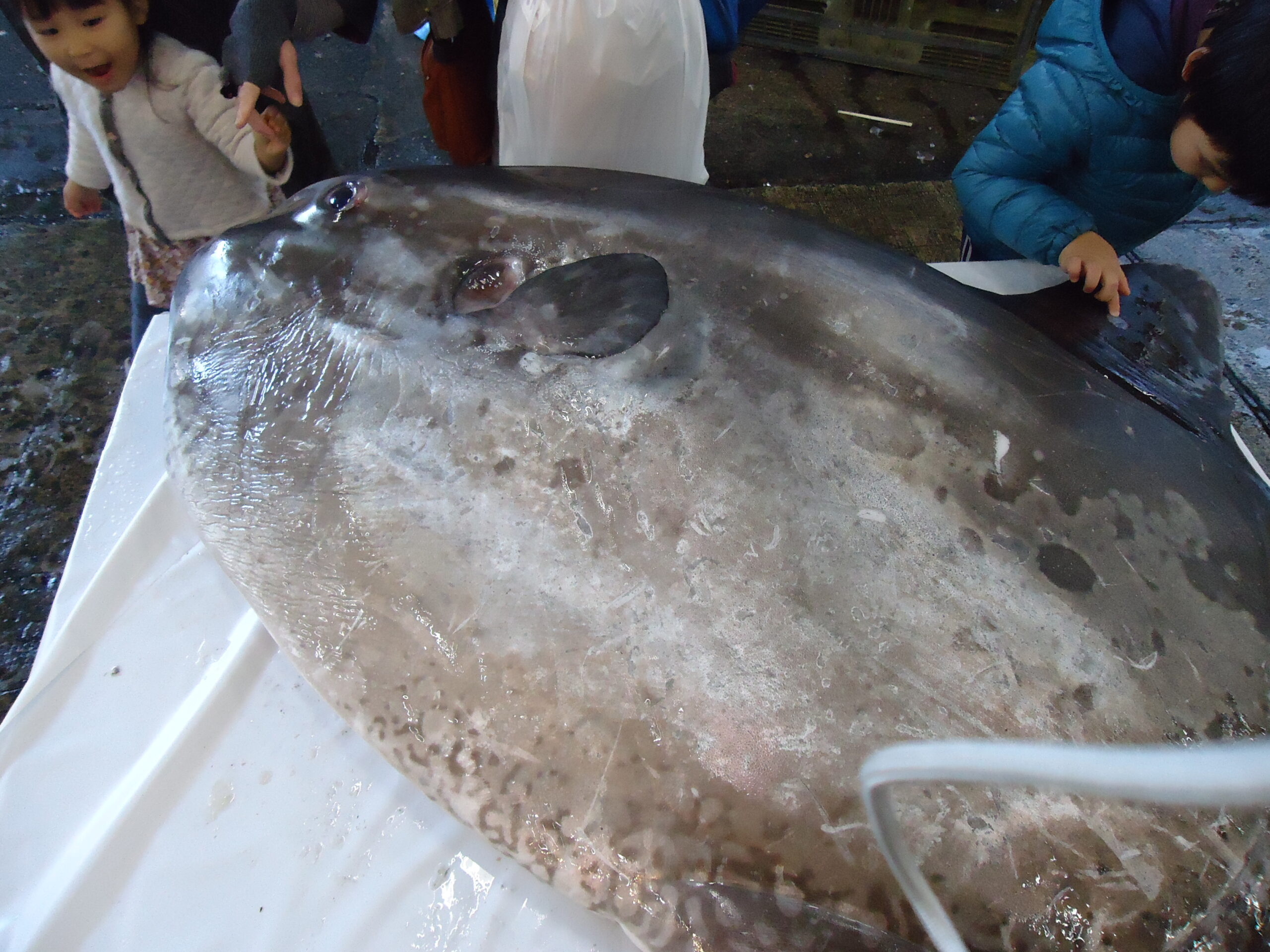 鍋祭りのマンボウの画像です