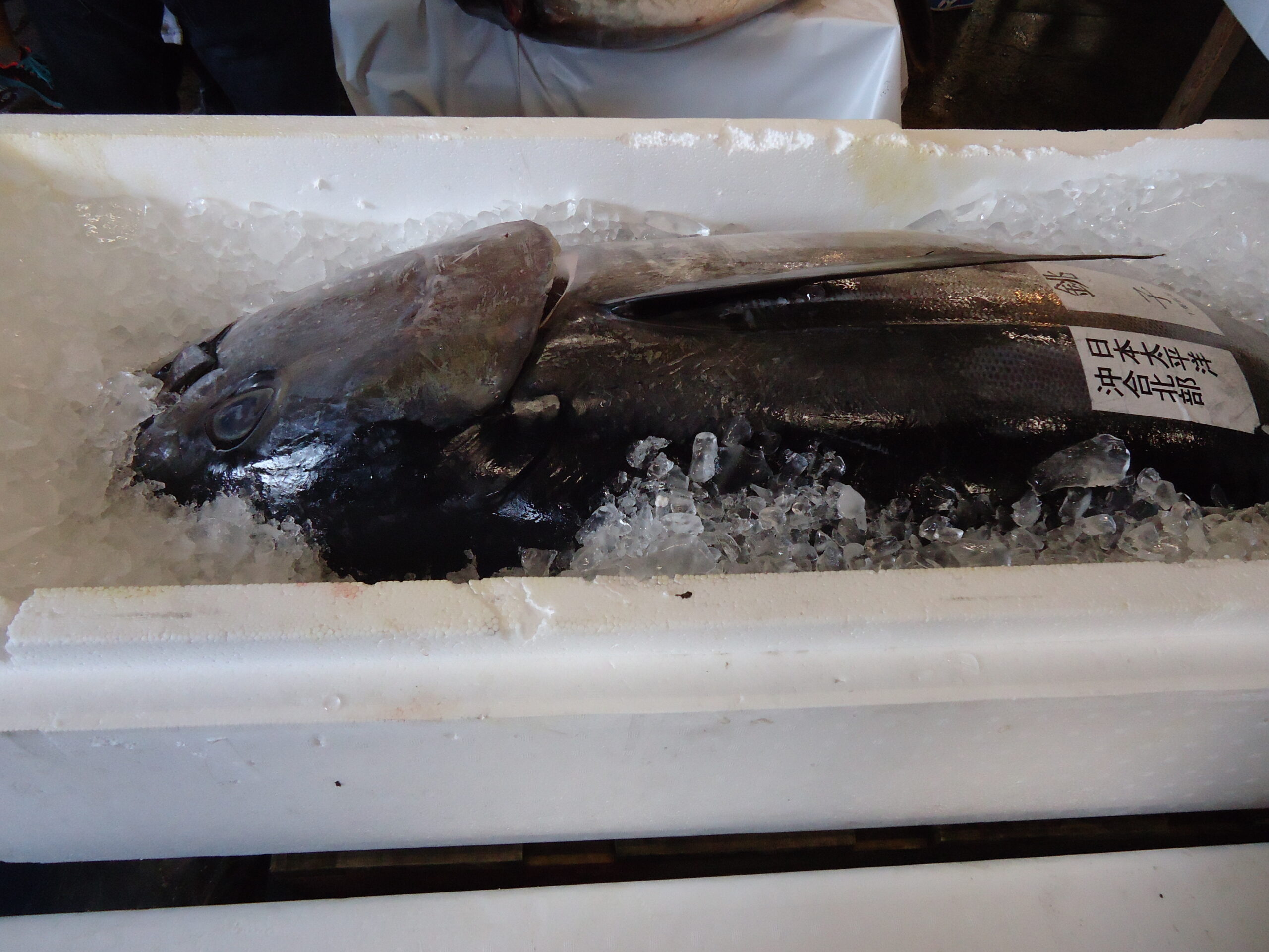 鍋祭りのクロマグロの画像です