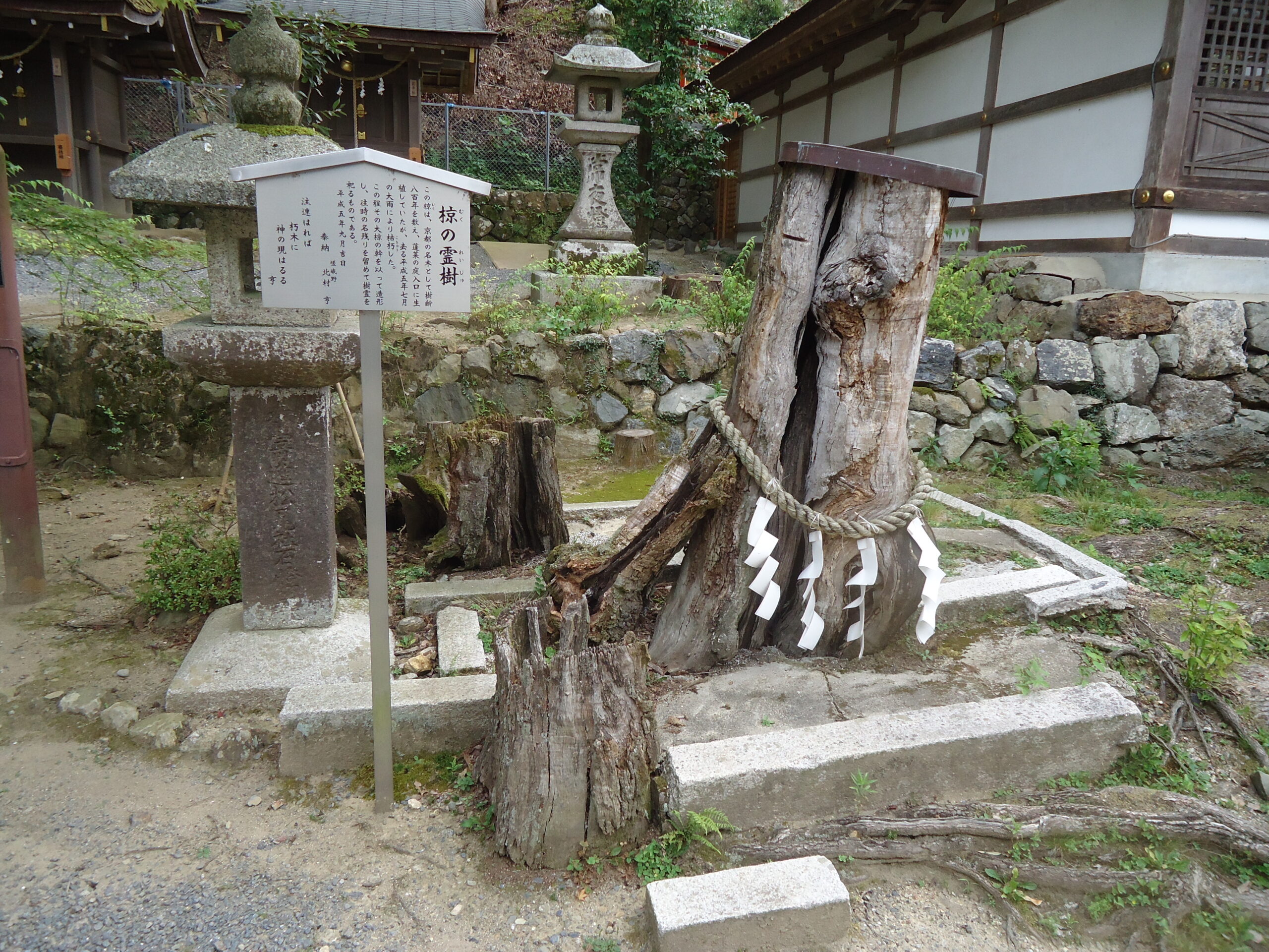 松尾大社の椋の霊樹の画像です